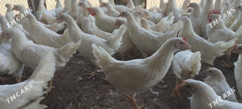 towuk - Mary - img 1