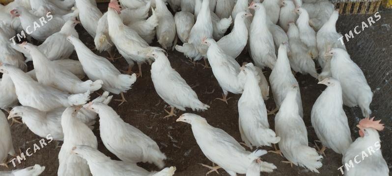 towuk - Mary - img 2