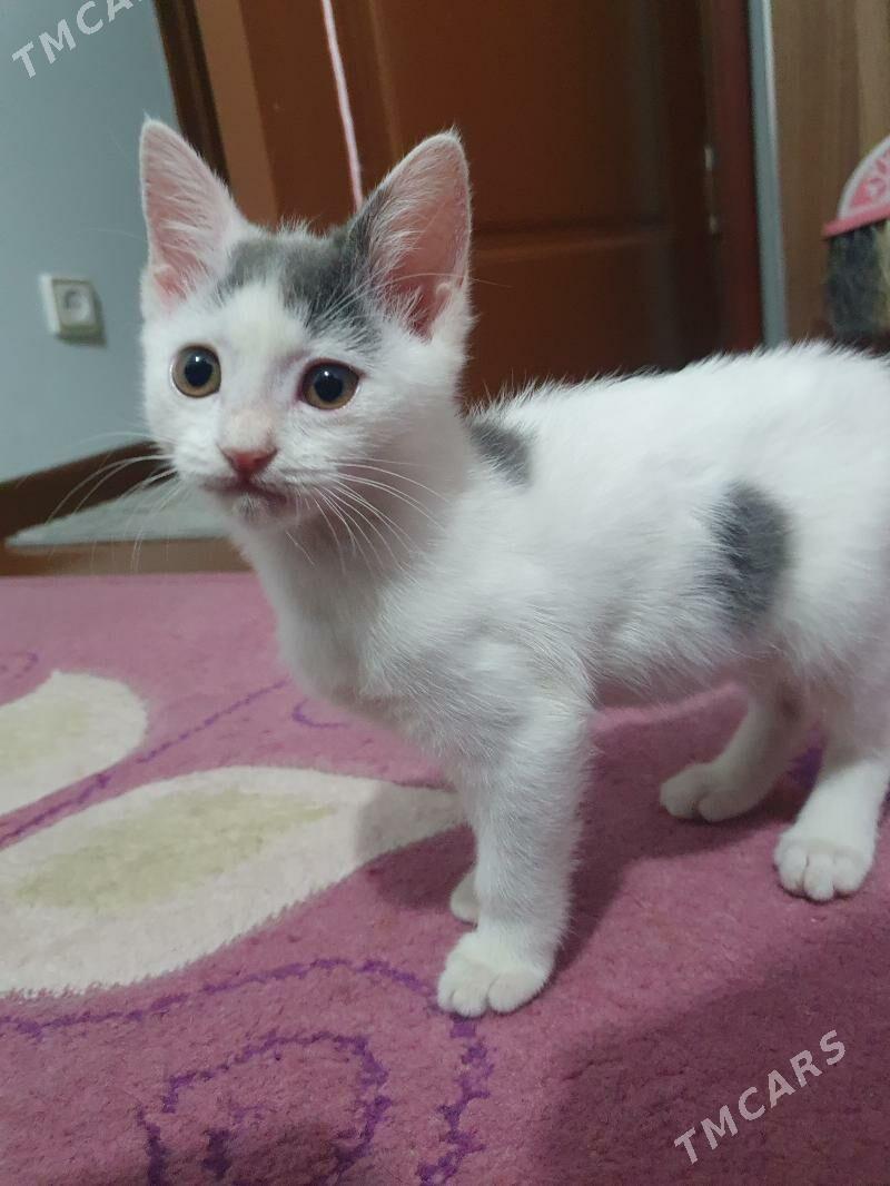 Котёнок - Ашхабад - img 3