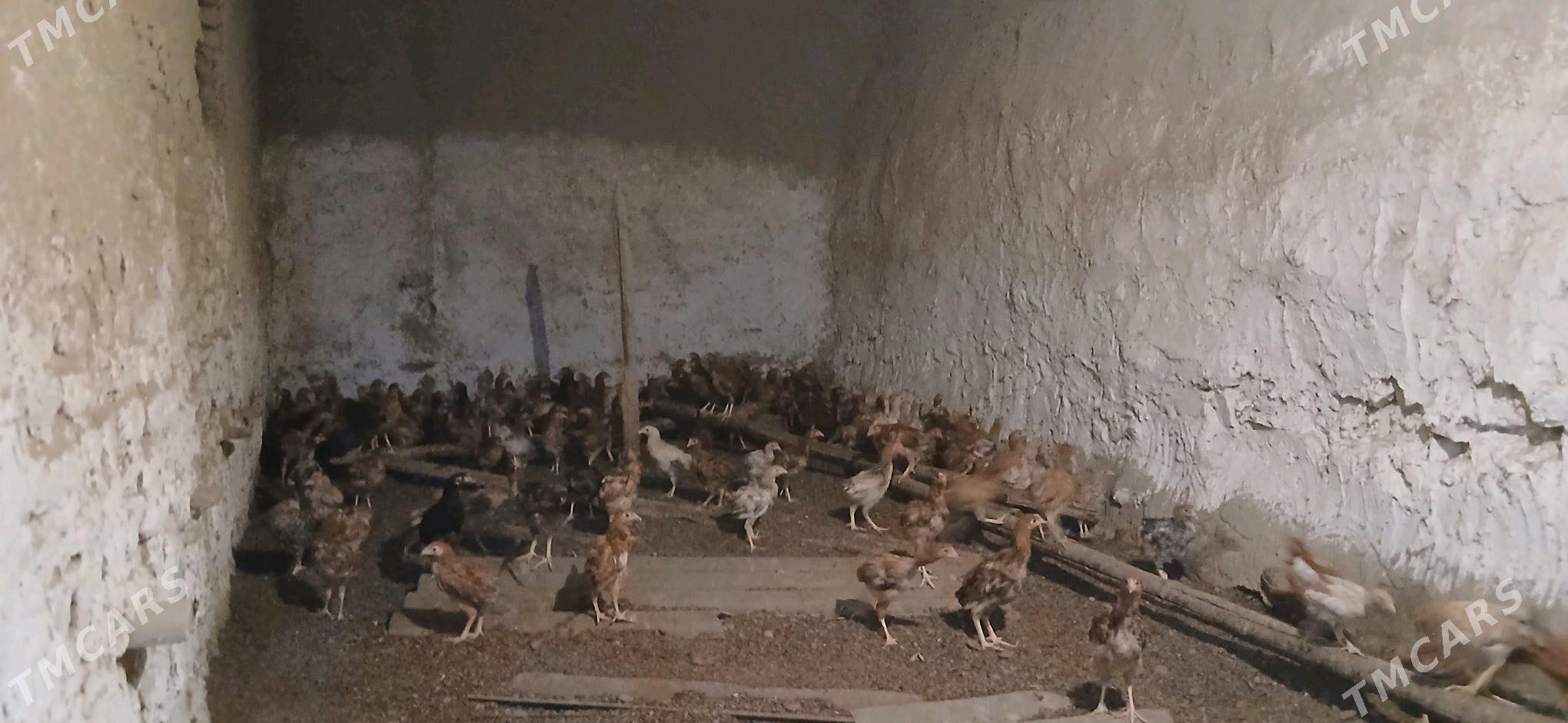 Towuk.Juyje. - Бахарден - img 1