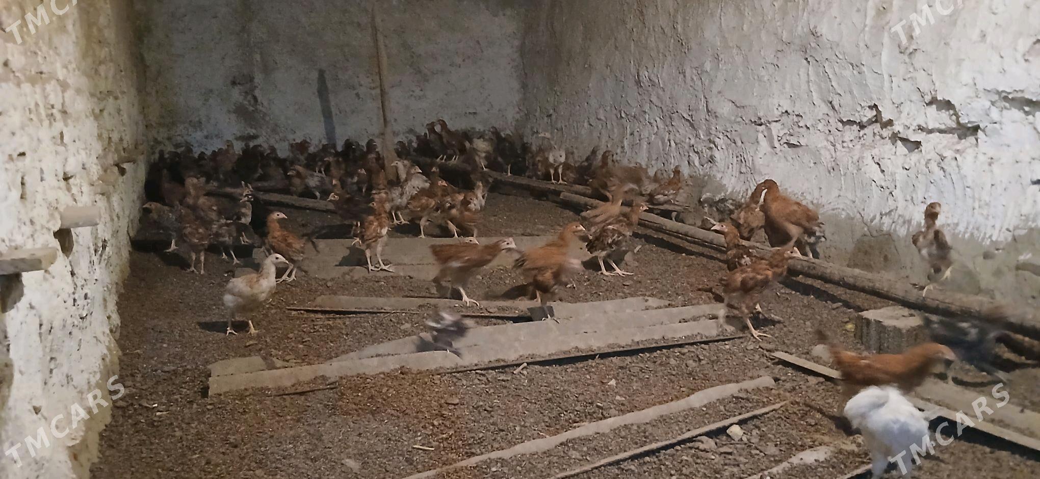 Towuk.Juyje. - Бахарден - img 2