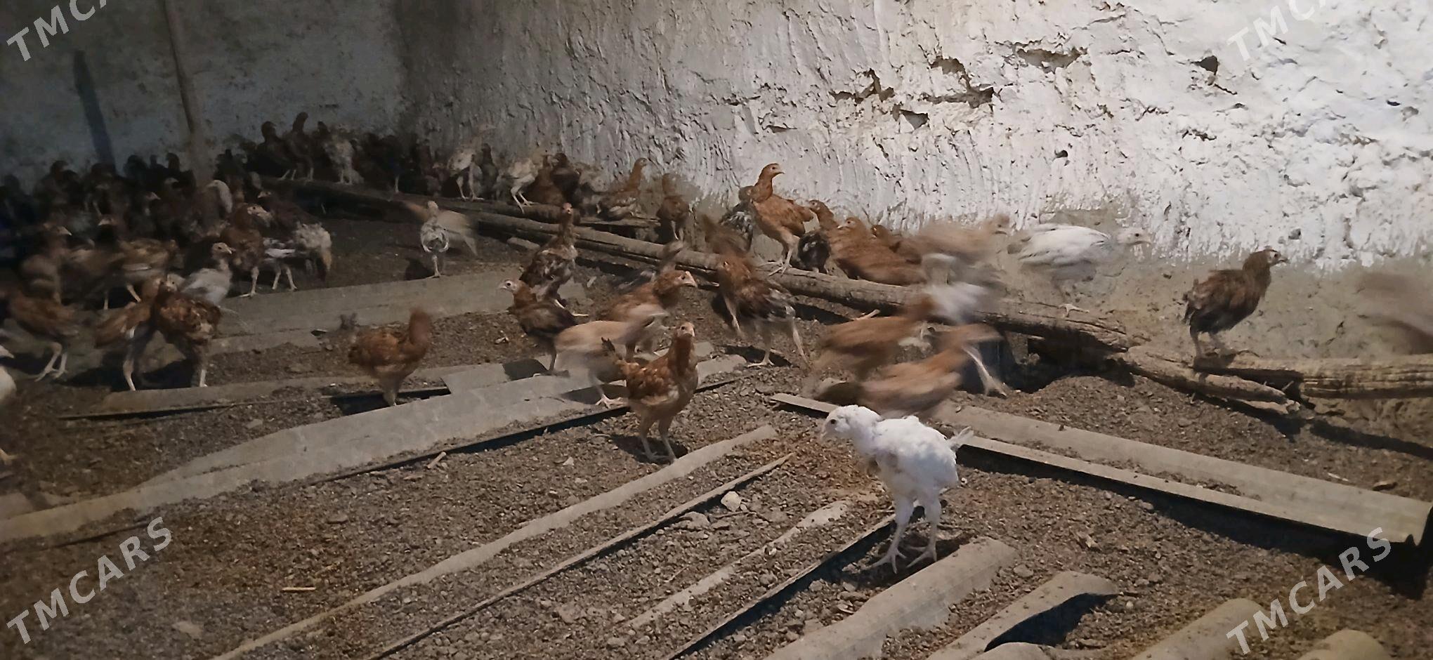 Towuk.Juyje. - Бахарден - img 3