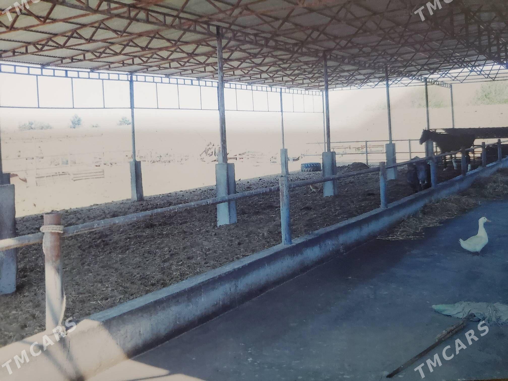 mal yatak (ferma) - Ак-Бугдайский этрап - img 3