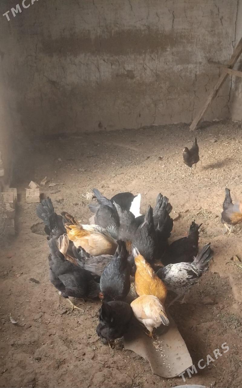 towuk 6 aylyk - Sakarçäge - img 1