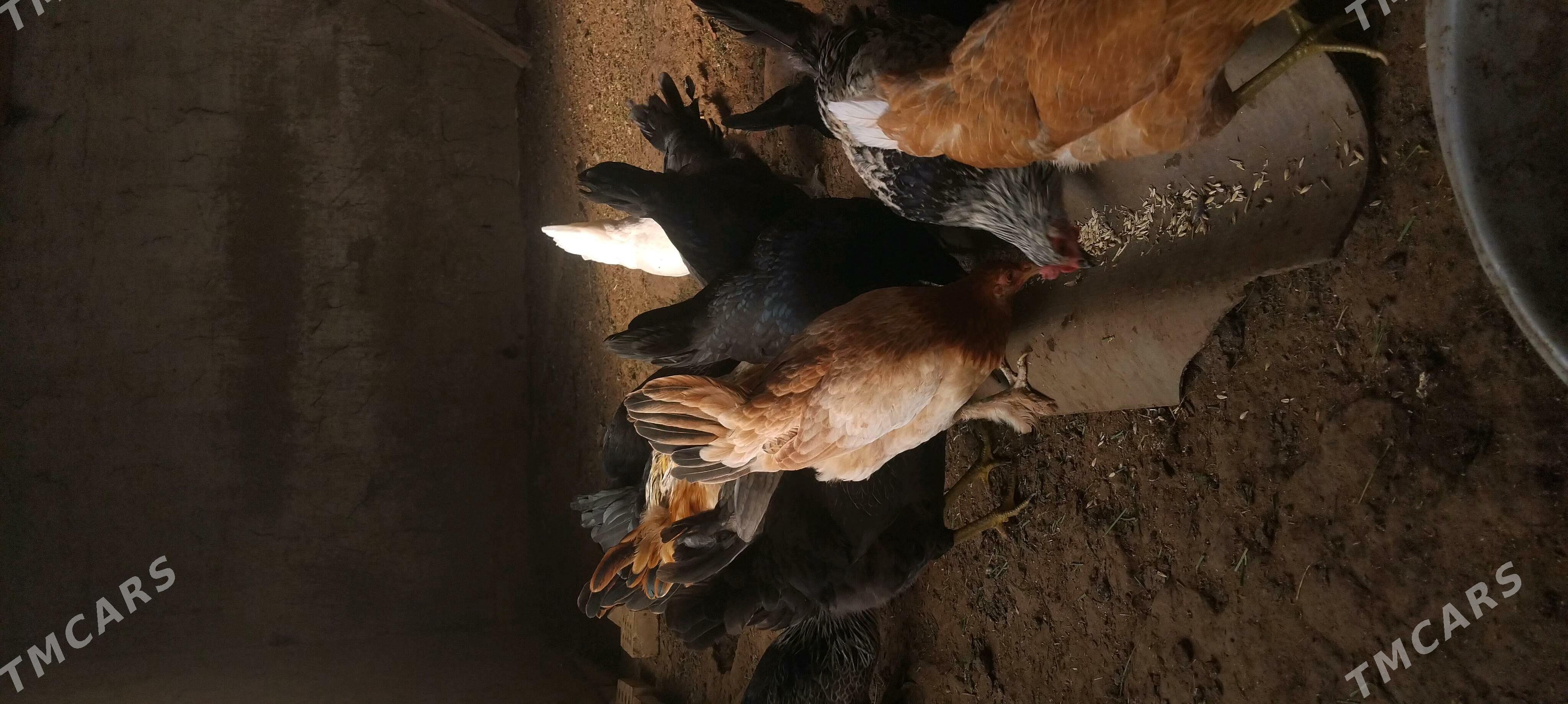 towuk 6 aylyk - Sakarçäge - img 2