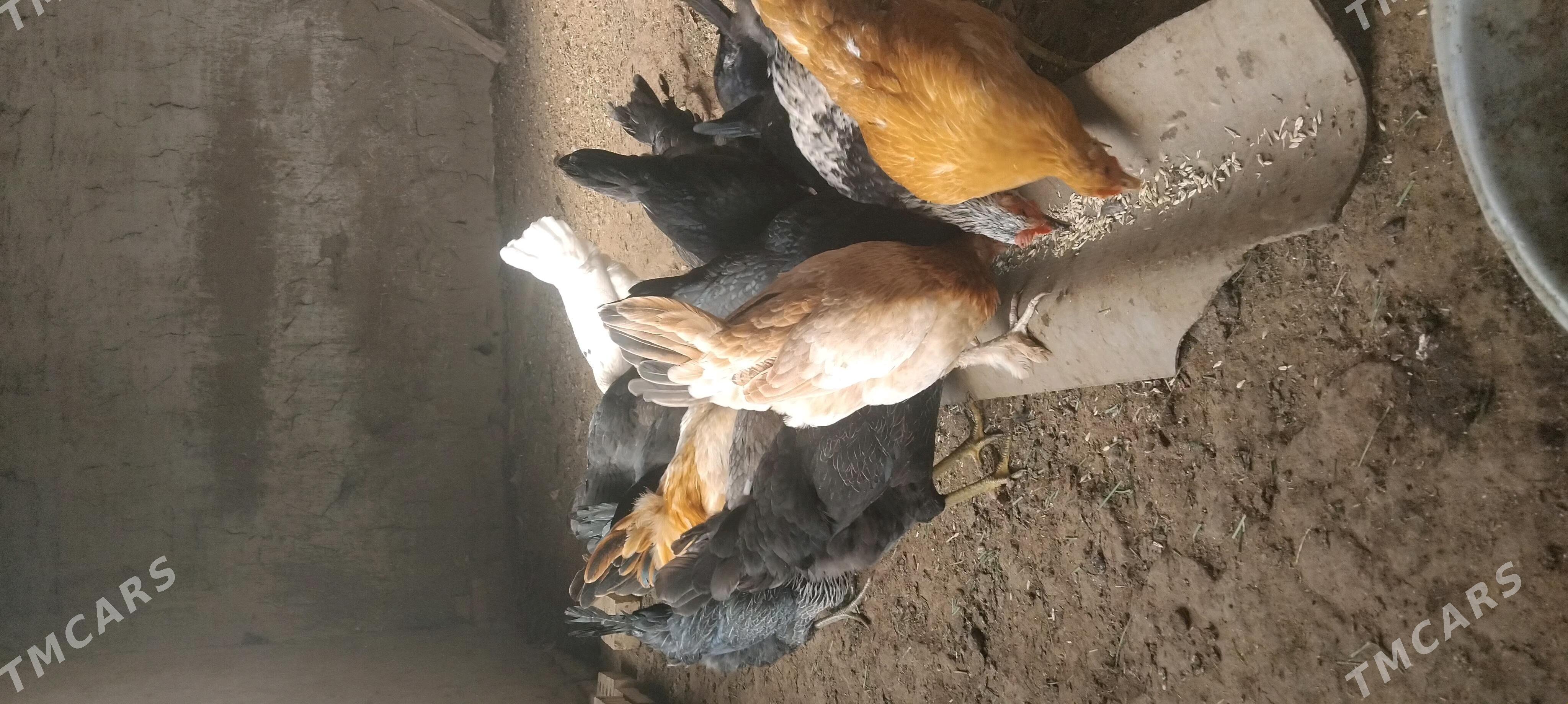 towuk 6 aylyk - Sakarçäge - img 3