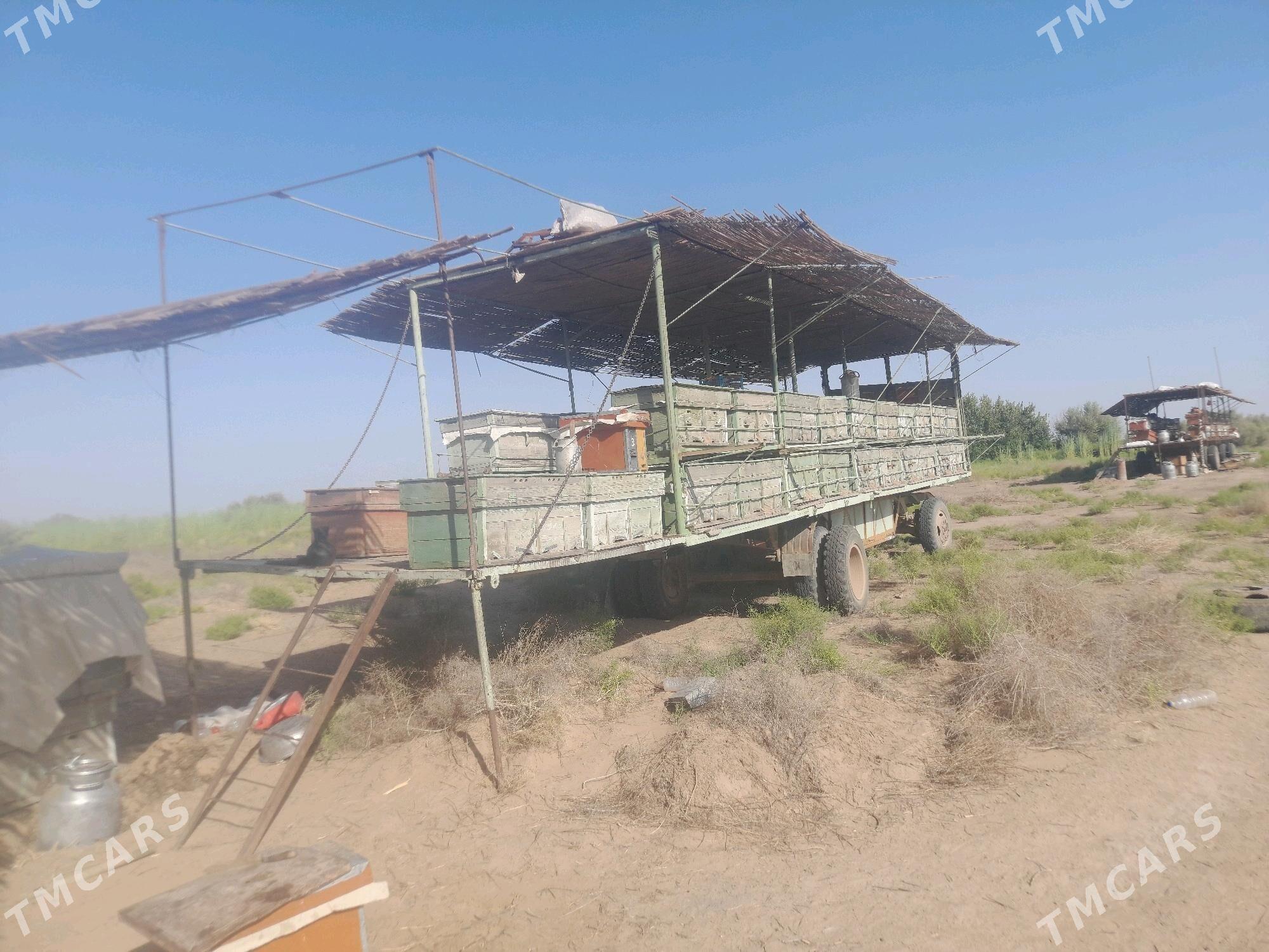 ari pirsep - Мары - img 1