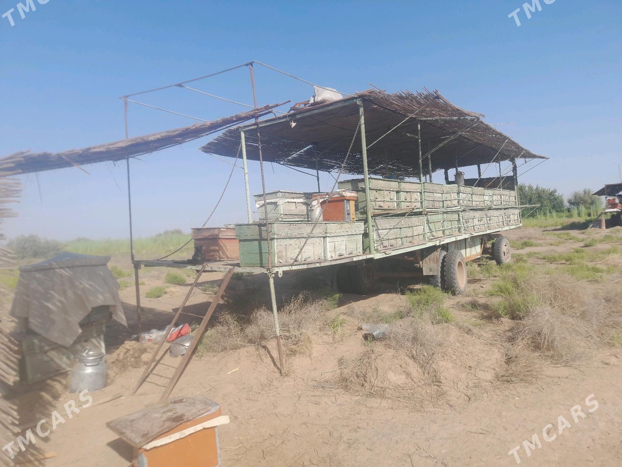 ari pirsep - Мары - img 2