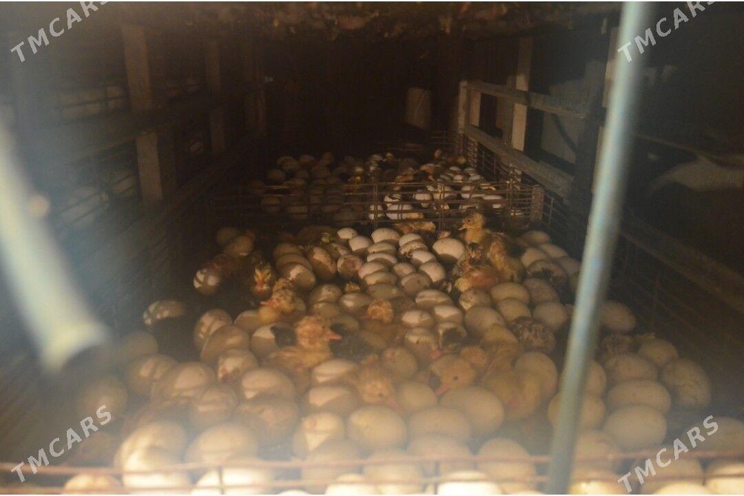 Inkubator - Мары - img 5