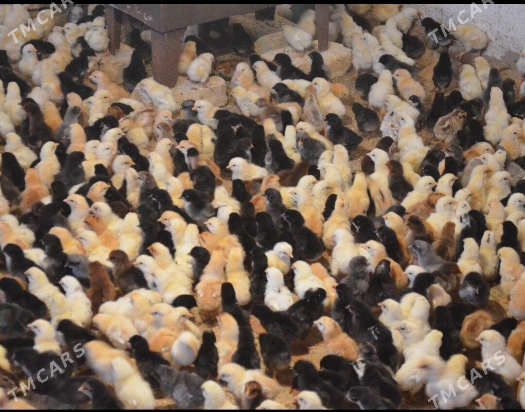 Inkubator - Мары - img 6