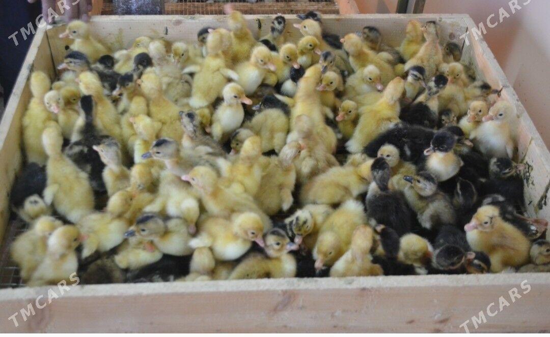 Inkubator - Мары - img 4