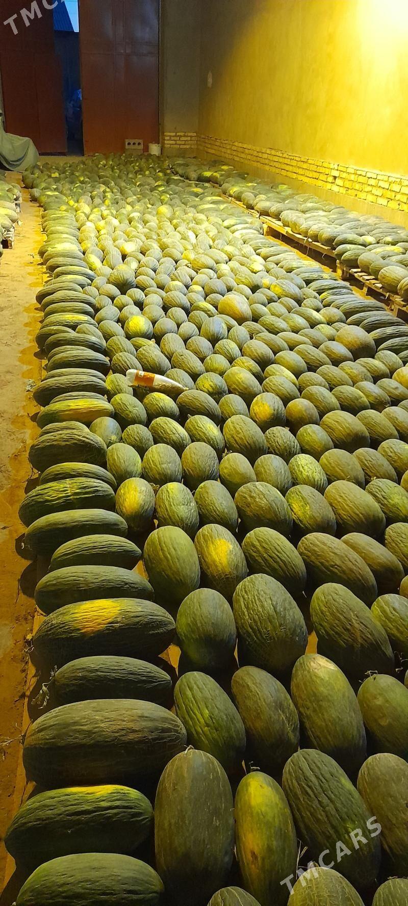 Gawun gara - Шабатский этрап - img 2