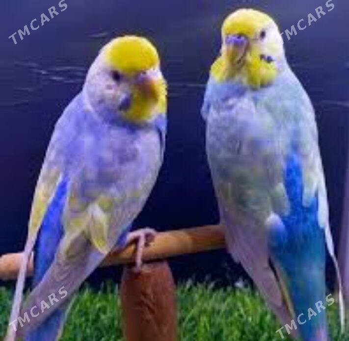 papkay pobugay - Aşgabat - img 1
