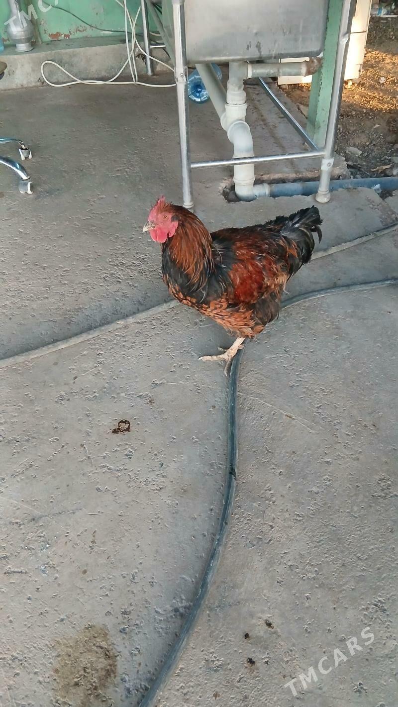 horaz - Änew - img 1