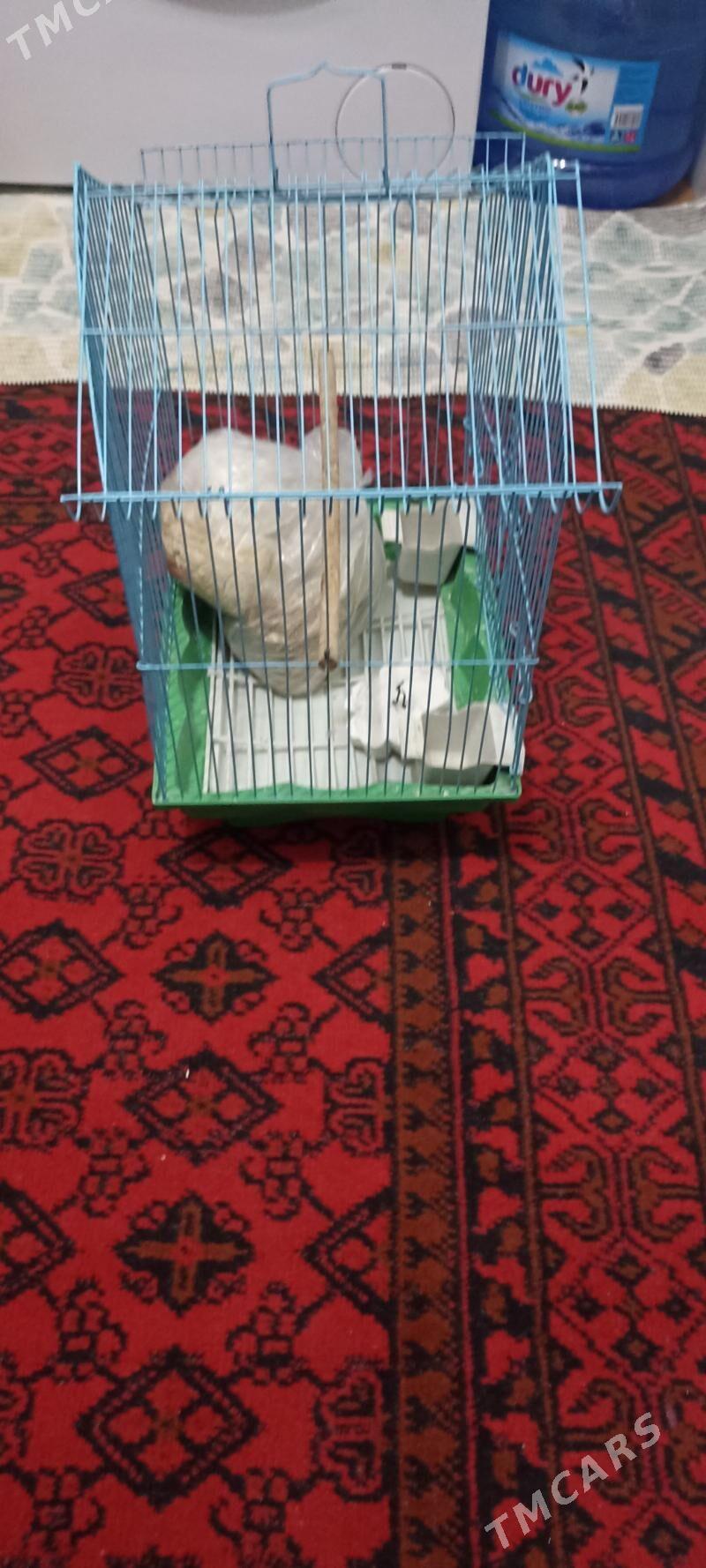 guş ketek - 30 mkr - img 3