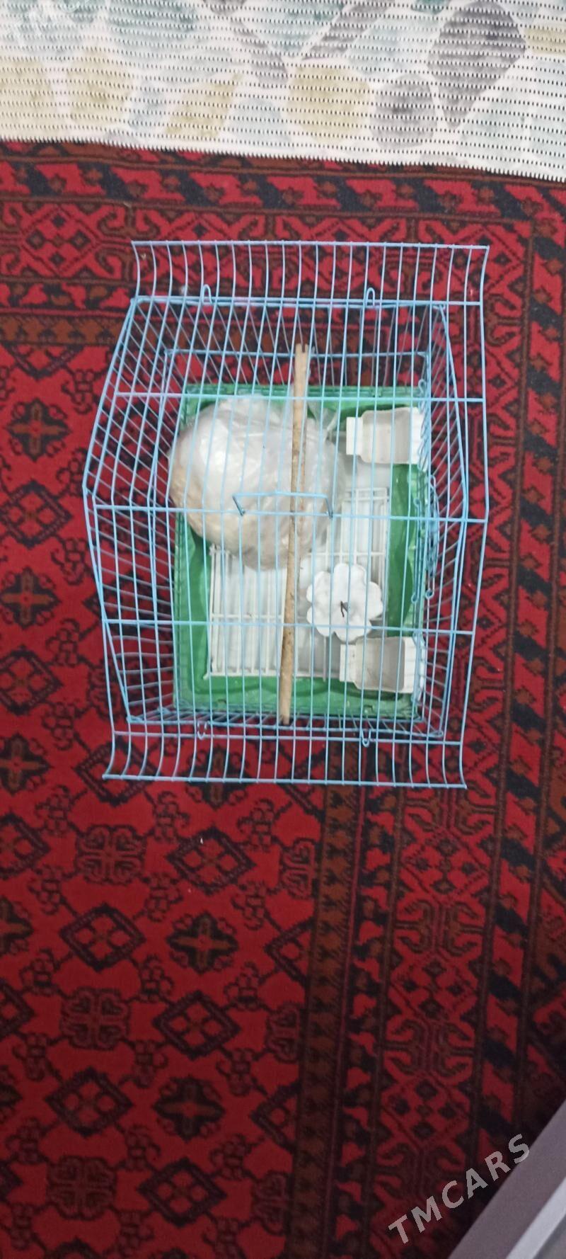 guş ketek - 30 mkr - img 1
