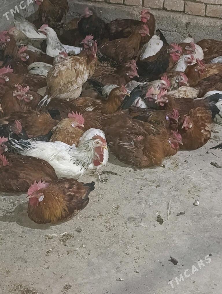 Horoz - Bäherden - img 2