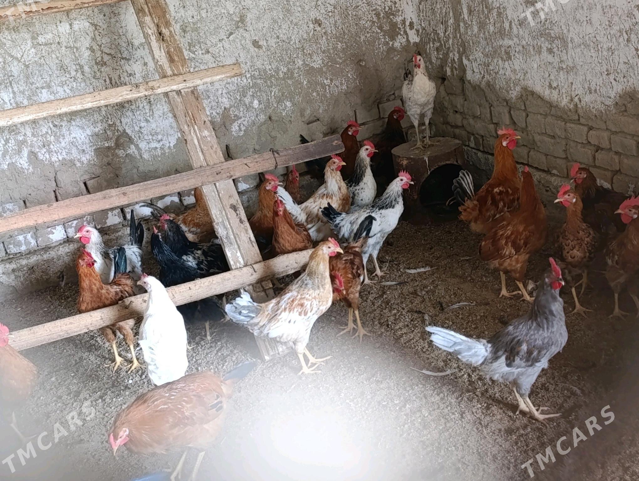 Horoz - Bäherden - img 4