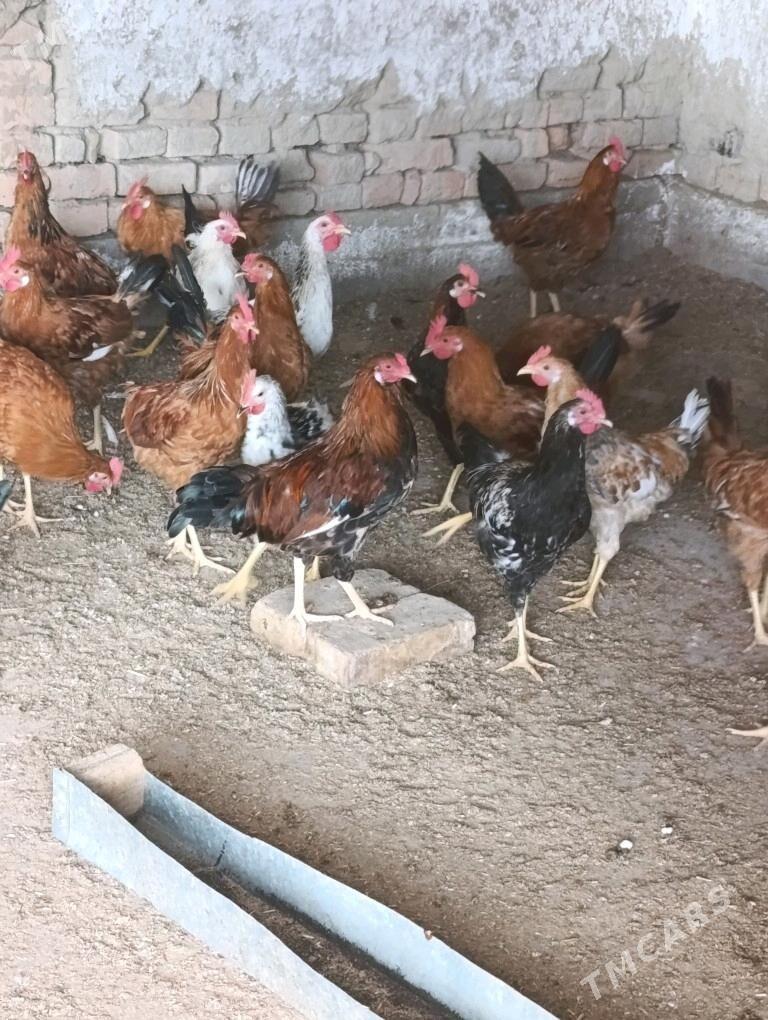 Horoz - Bäherden - img 3