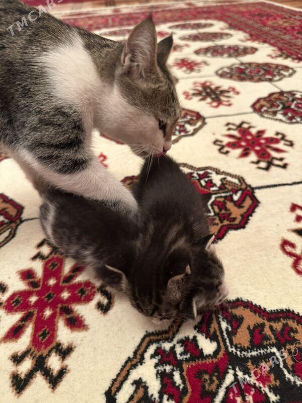 pişik - Daşoguz - img 4