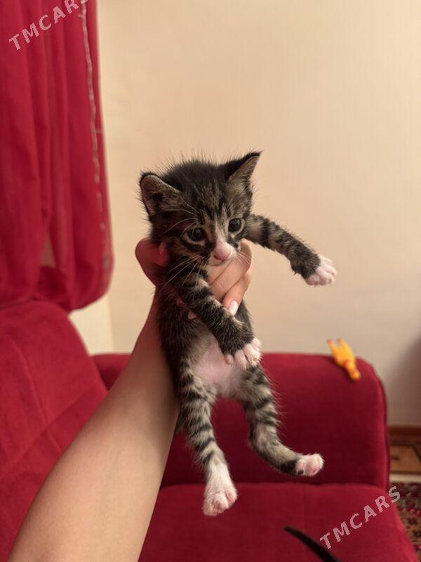 pişik - Daşoguz - img 2