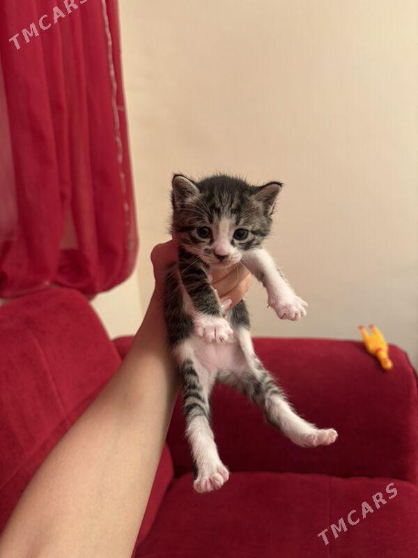 pişik - Daşoguz - img 3