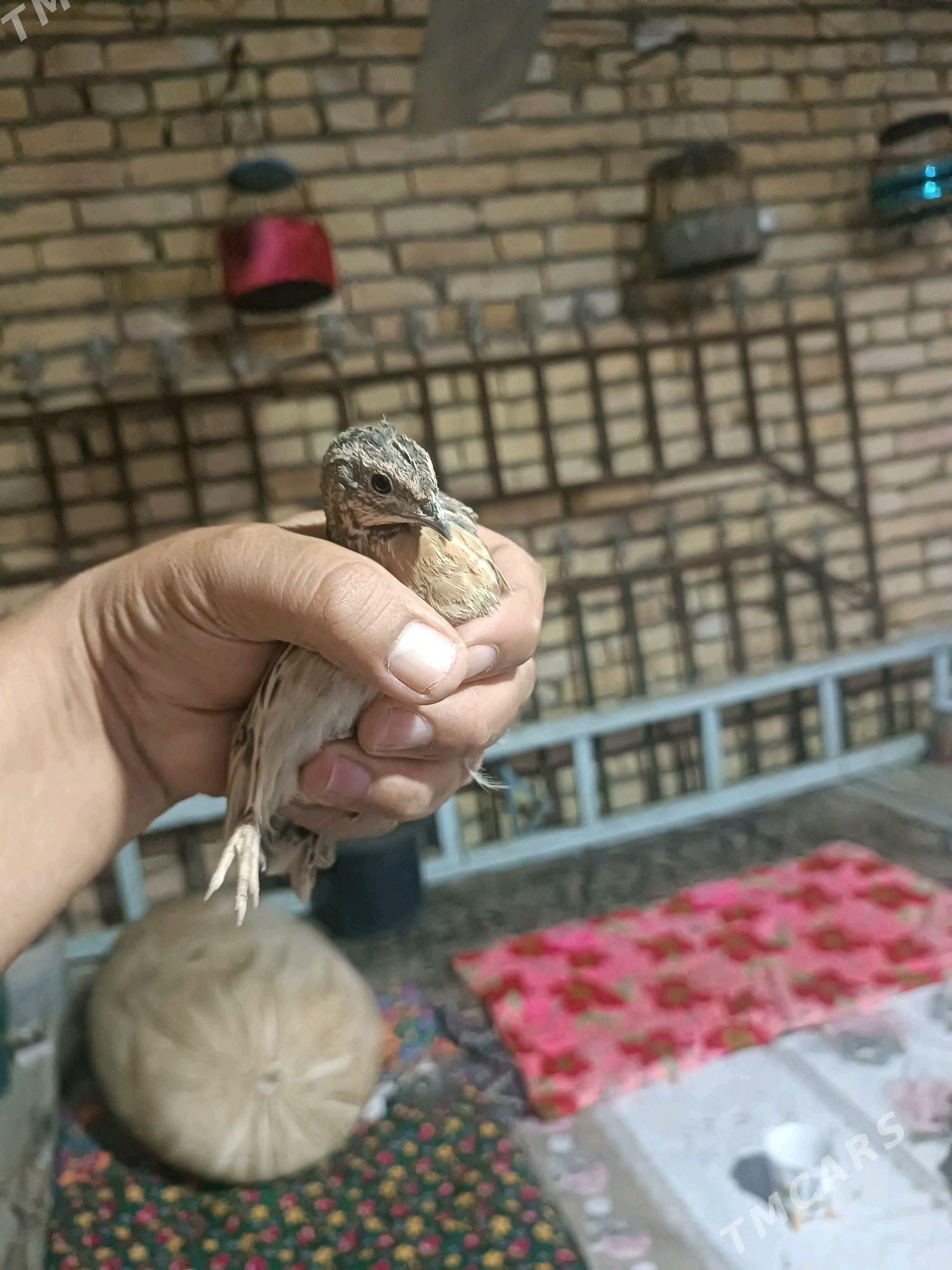 Бедене bedene - Çärjew - img 3