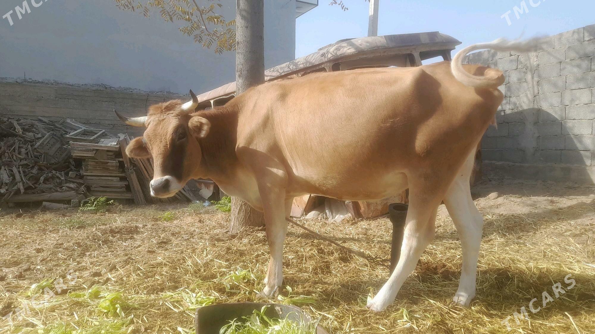 ady.sygyr - Бузмеин - img 1