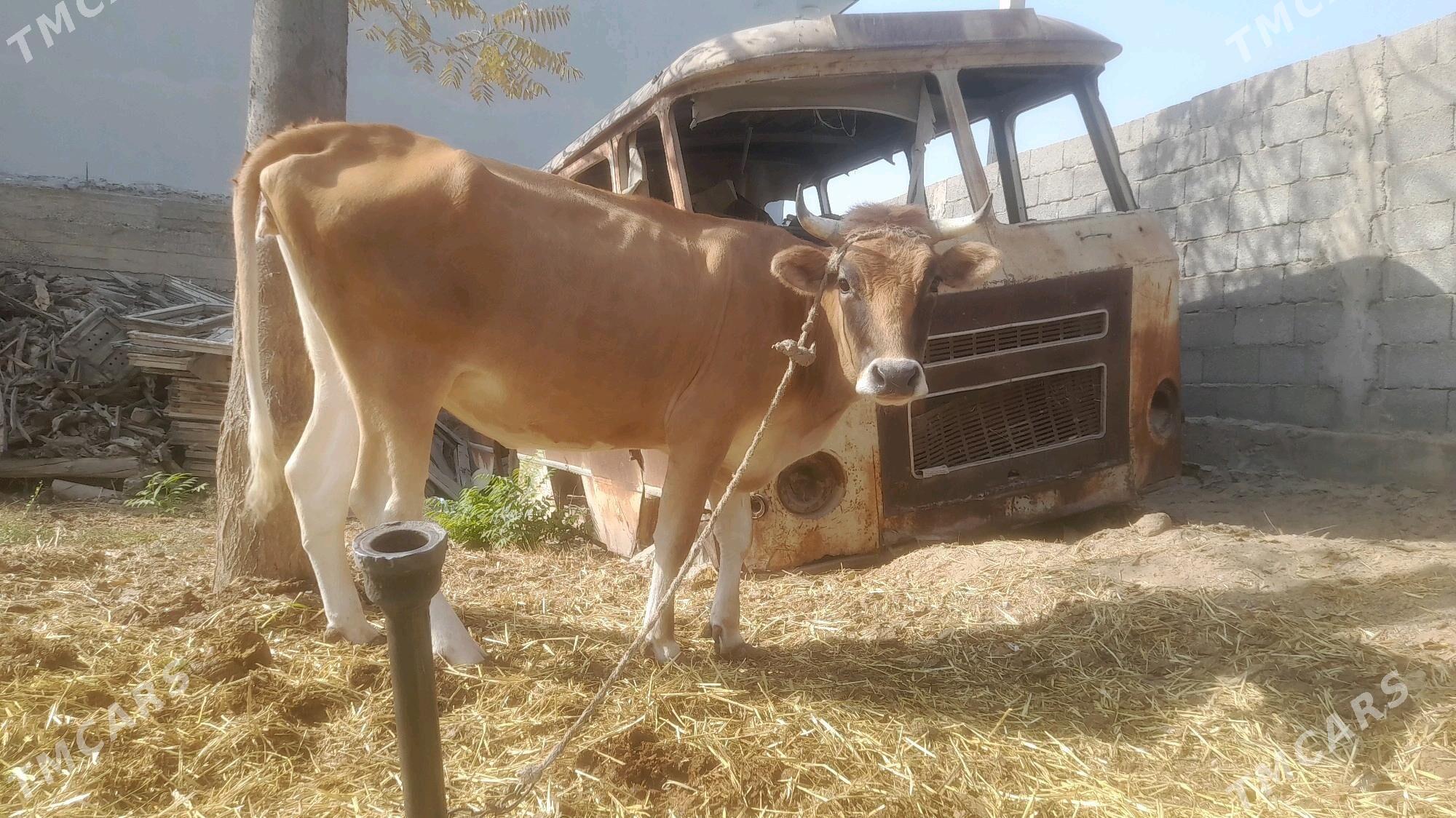 ady.sygyr - Бузмеин - img 2