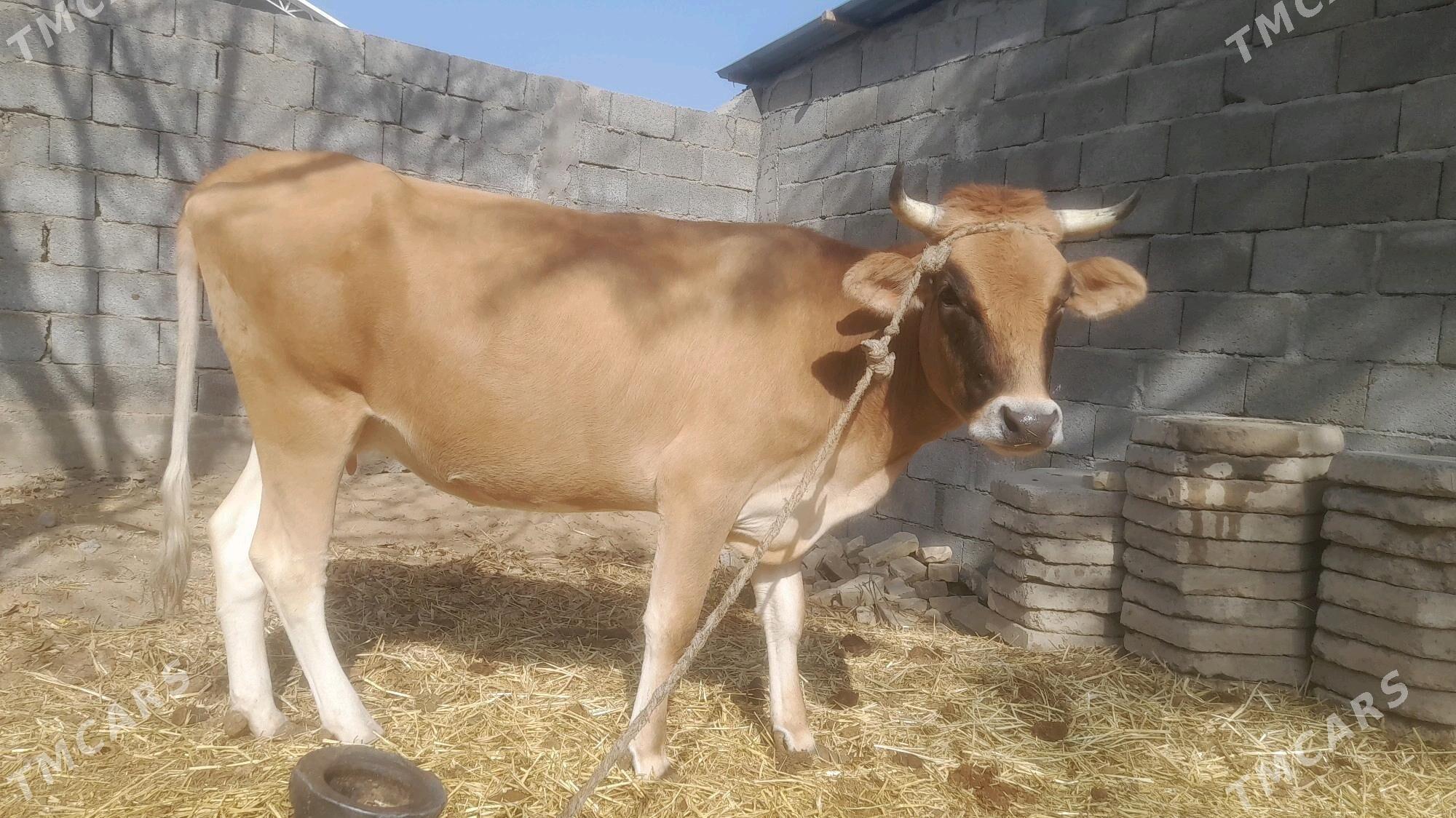 ady.sygyr - Бузмеин - img 4