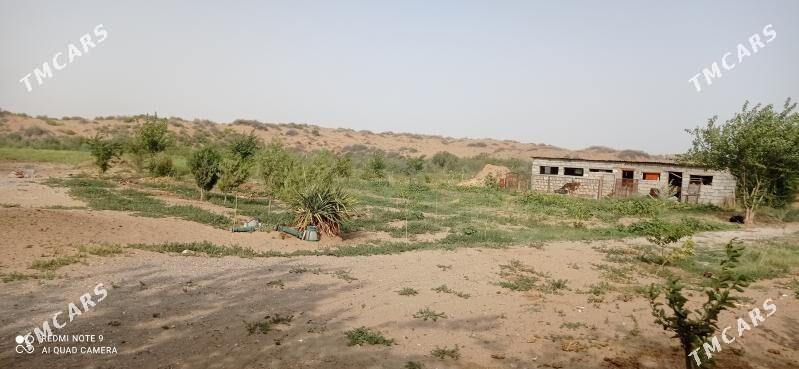 Продаю Дачу ферму - Aşgabat - img 2