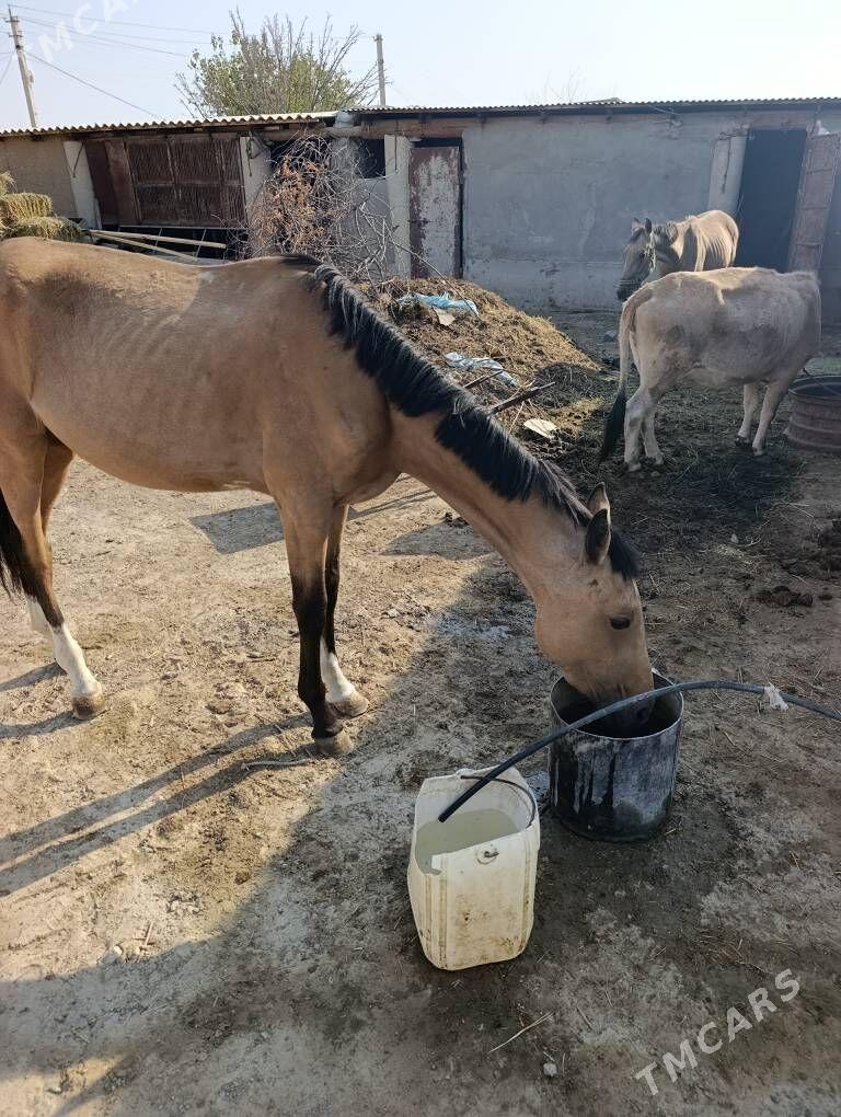 At - Бахарден - img 2