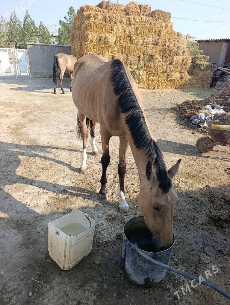 At - Бахарден - img 1