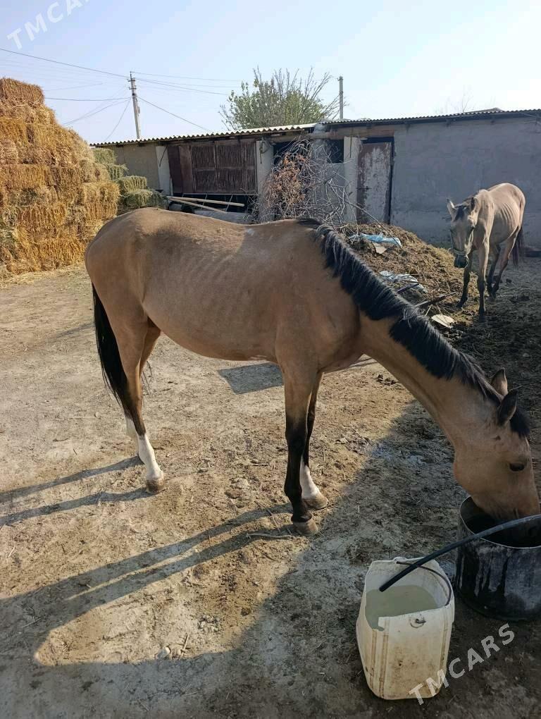 At - Бахарден - img 3