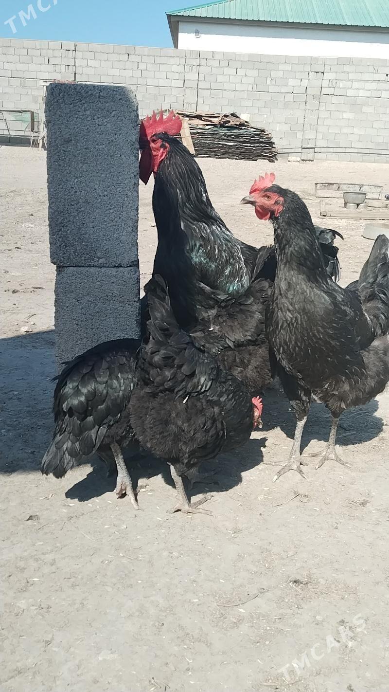 Jersey gigant - Hazar - img 1