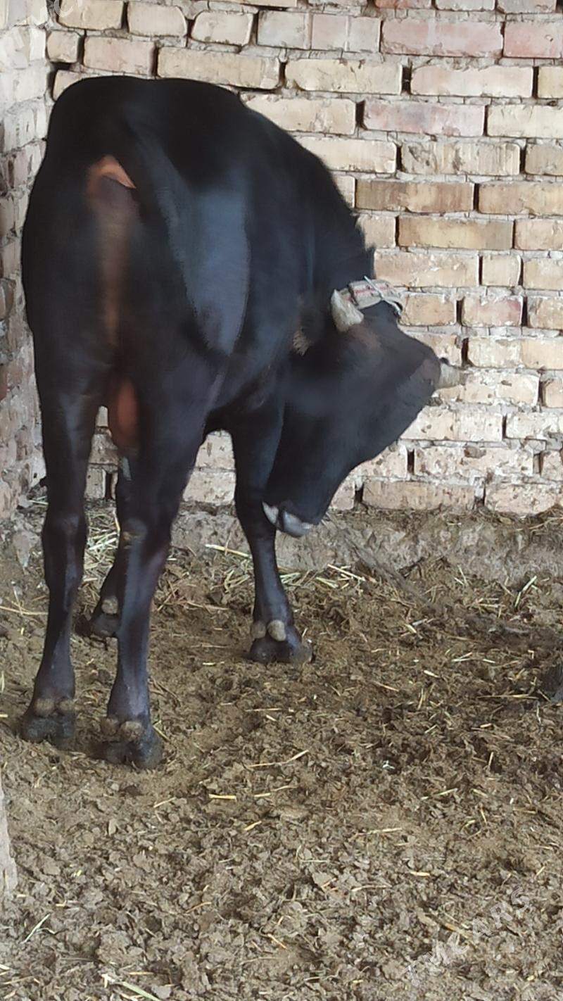 OKUZ - Байрамали - img 1