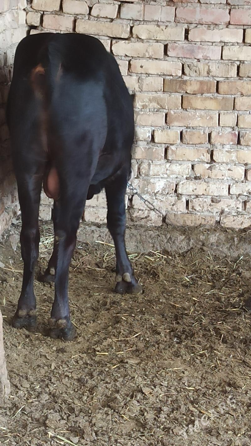 OKUZ - Байрамали - img 2