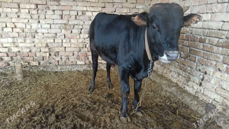 OKUZ - Байрамали - img 6