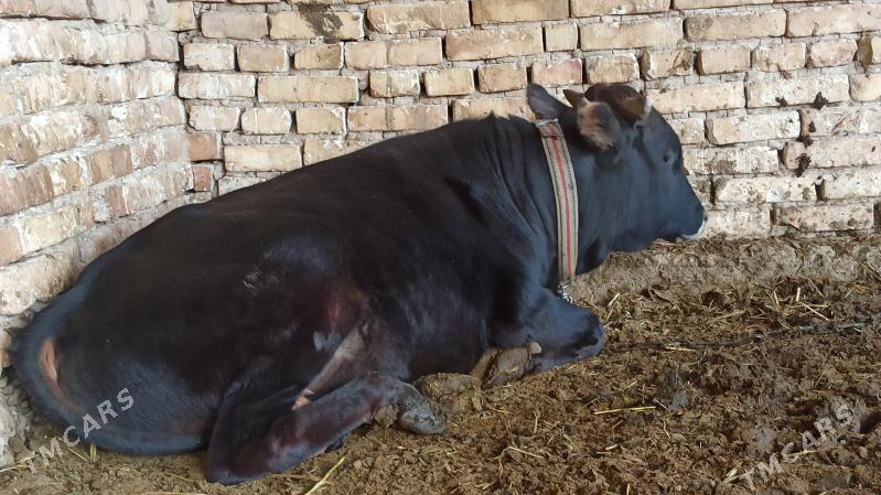 OKUZ - Байрамали - img 5