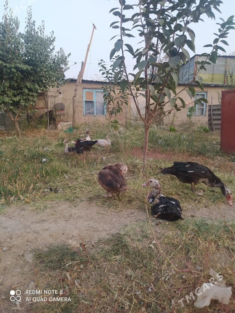 Gaz - Ýalkym - img 1