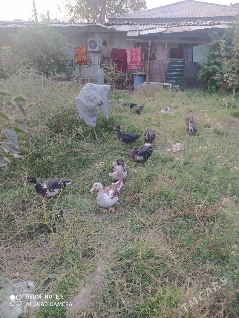 Gaz - Ýalkym - img 2