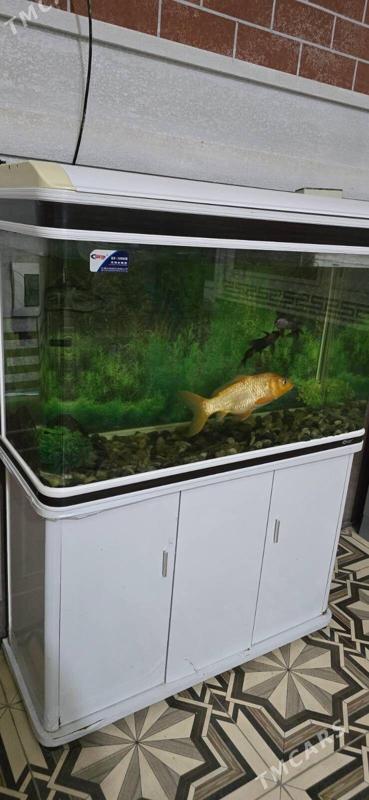 аквариум - Чарджоу - img 1