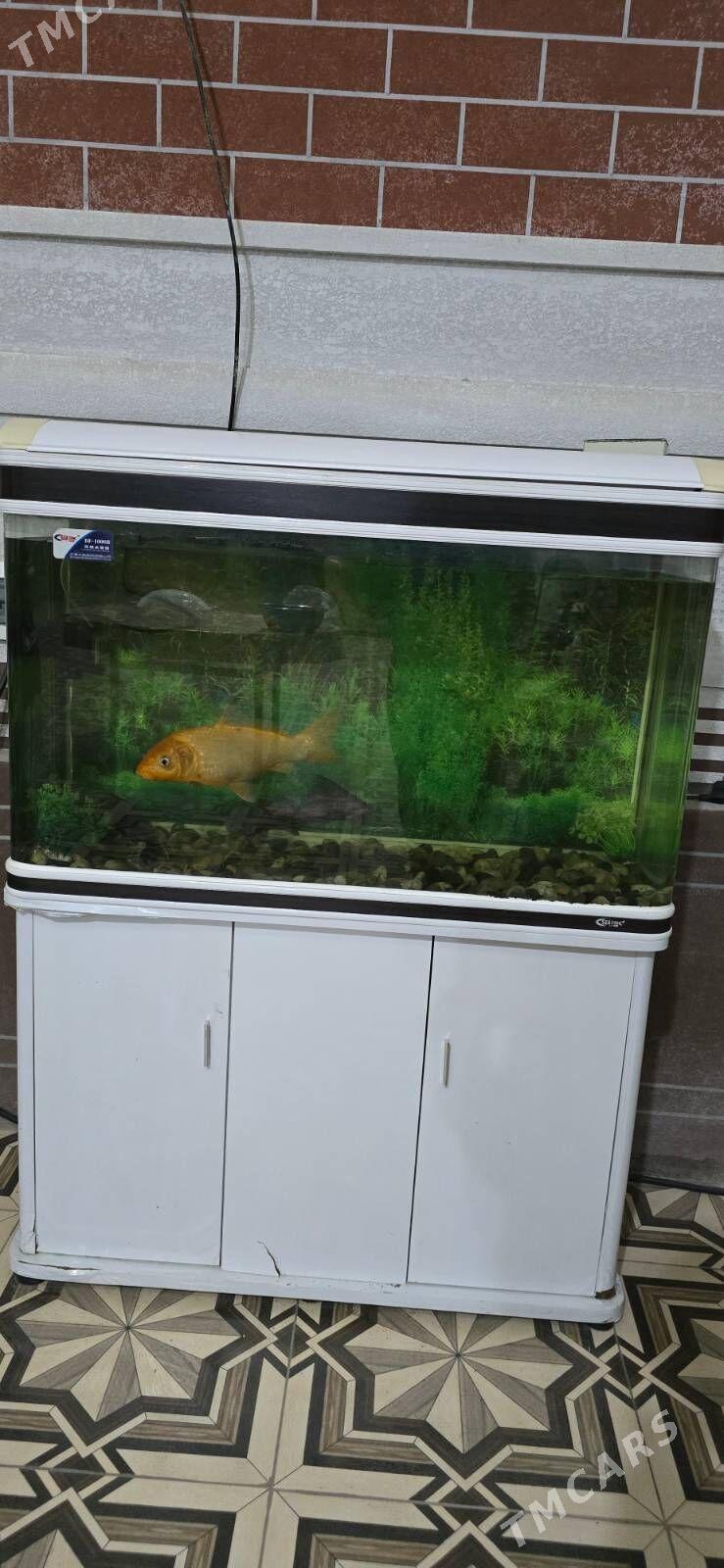 аквариум - Чарджоу - img 3