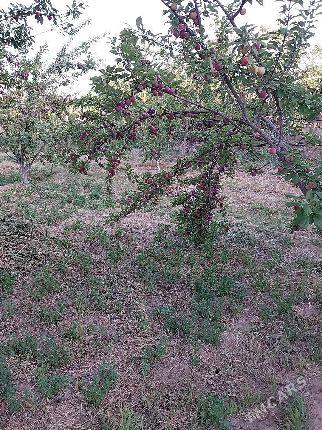 Sayat mellek jay - Саят - img 5