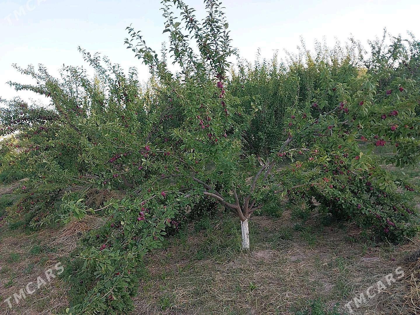 Sayat mellek jay - Саят - img 3