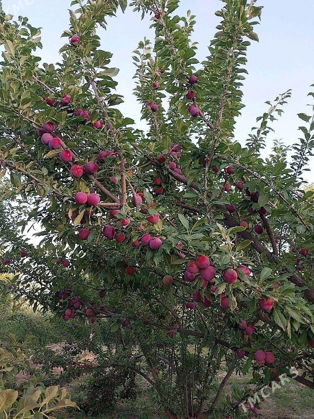 Sayat mellek jay - Саят - img 2