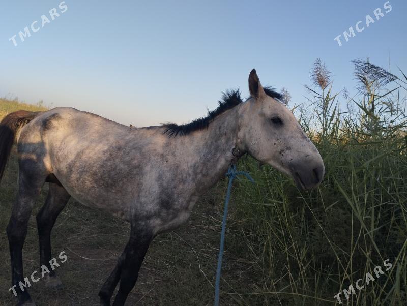 Gökhan - Чарджоу - img 2