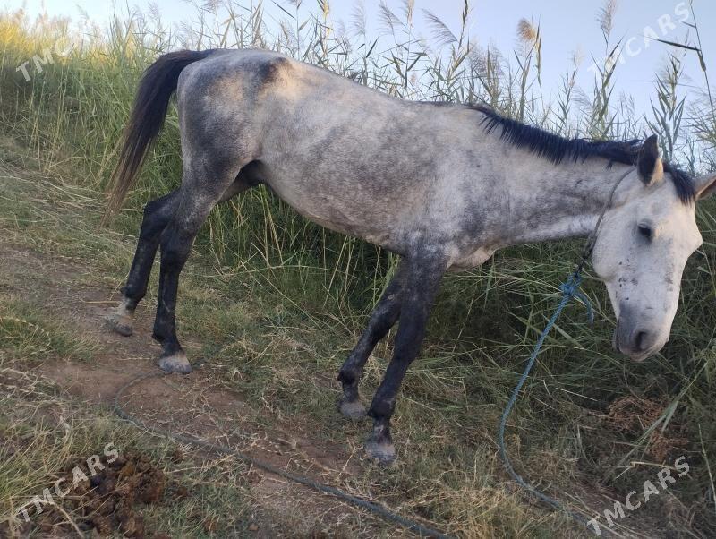 Gökhan - Чарджоу - img 1