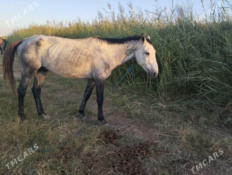 Gökhan - Чарджоу - img 3