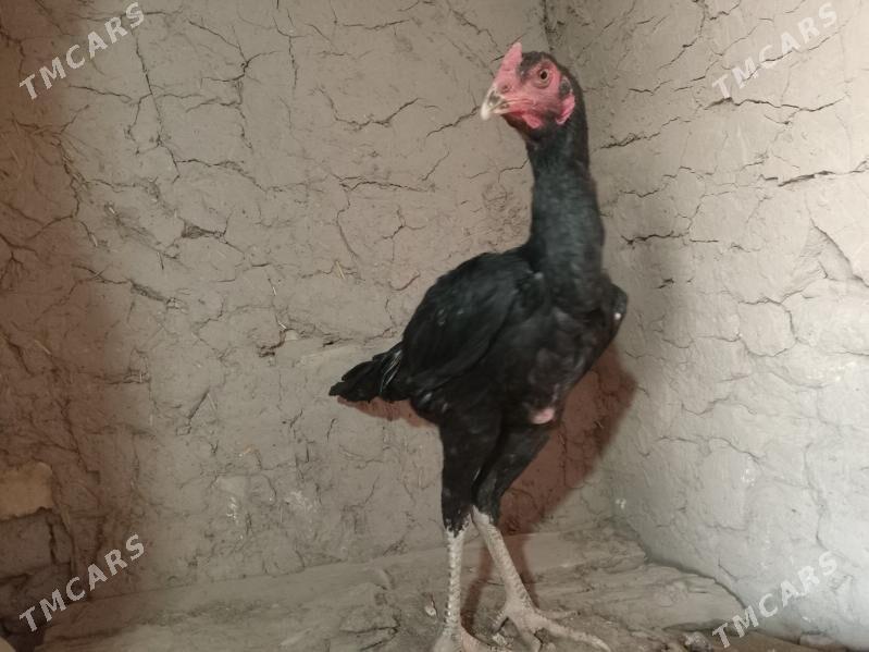 baÿsowyÿ horaz jùÿjesi bilen - Мургап - img 1